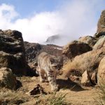 Researchers fear Chile copper project may threaten rare Andean cat population