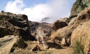 Researchers fear Chile copper project may threaten rare Andean cat population