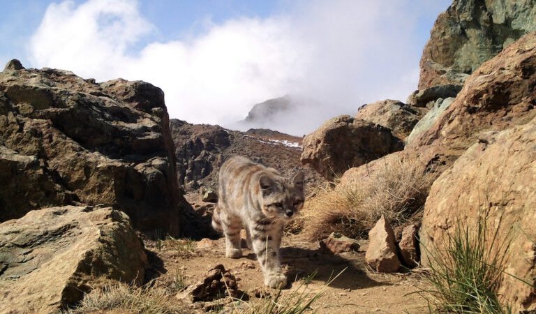 Researchers fear Chile copper project may threaten rare Andean cat population