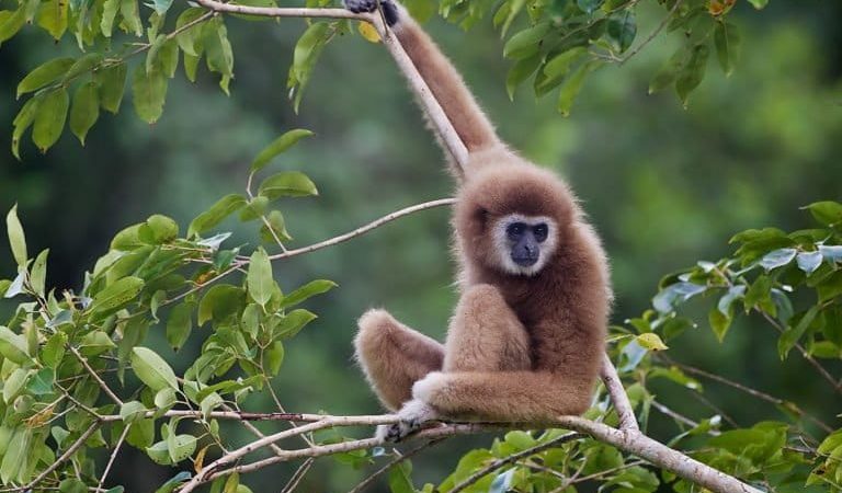 International Gibbon Day: Spotlighting the overlooked, underprotected ‘lesser apes’
