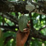 Green by tradition: Africa’s path to lower carbon footprint