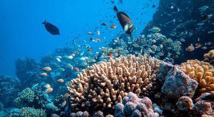 2 iconic coral species are now functionally extinct off Florida, study finds – we witnessed the reef’s bleaching and devastation