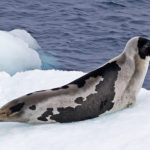 Arctic seals edge closer to extinction as sea ice vanishes