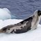 Arctic seals edge closer to extinction as sea ice vanishes