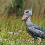 Has Uganda done enough to prevent pollution of Lake Albert by oil drilling? (commentary)