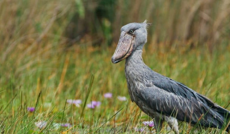 Has Uganda done enough to prevent pollution of Lake Albert by oil drilling? (commentary)