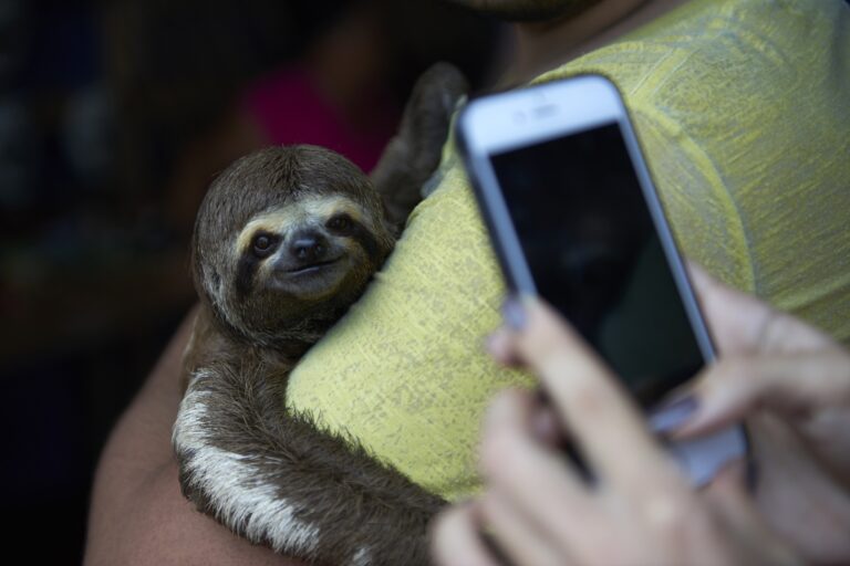 The dark truth behind sloth tourism: how selfie culture drives illegal wildlife trade