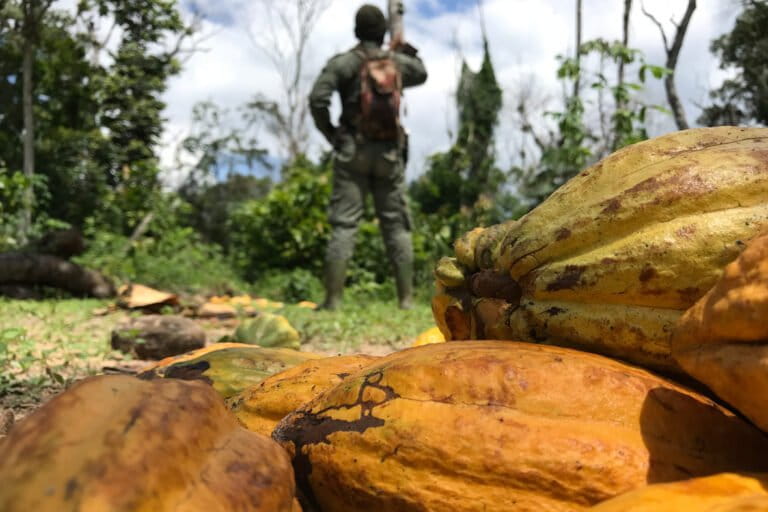 Chocolate boom triggers environmental crisis as 50,000 workers pour into liberian forests