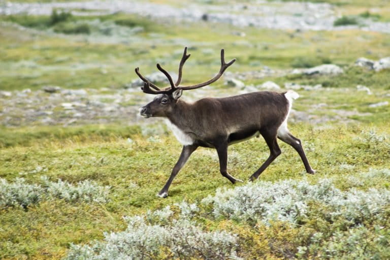 Arctic reindeer face extinction crisis as climate change threatens to cut populations by more than half