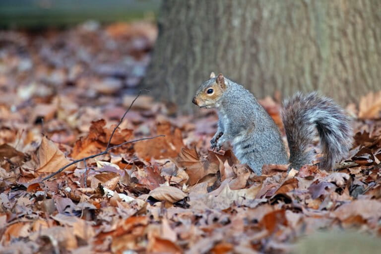 Ceo demonstrates power of ai wildlife monitoring by counting central park’s squirrels in one morning