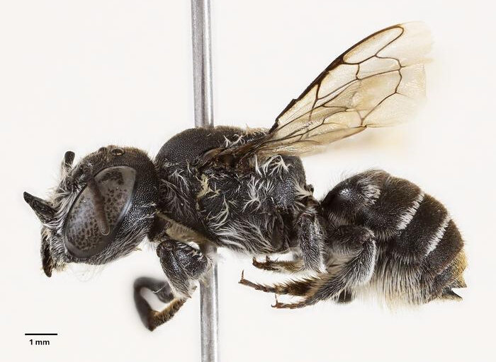 Scientists discover devil-horned bee species while studying critically endangered australian plant