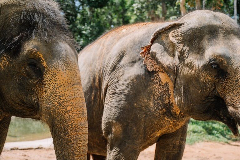 Catastrophic bird flu outbreak devastates world’s largest elephant seal colony, killing 53,000 females