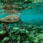 This week’s most captivating wildlife moments: from relaxed capybaras to playful bears and rare welsh polecats