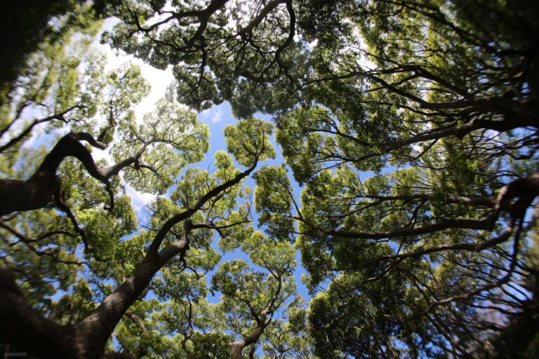 African climate expert calls for continental leadership as extreme weather and political setbacks challenge progress