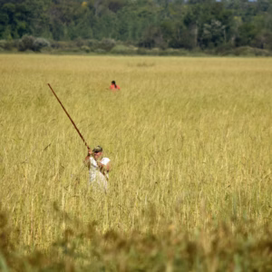 Federal agencies fail to meet legal obligations to tribal nations despite climate partnerships push