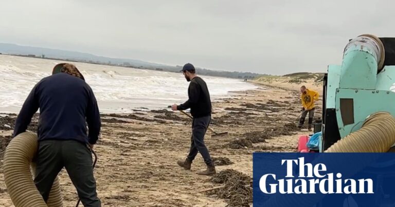 Millions of plastic beads threaten wildlife at popular uk beach