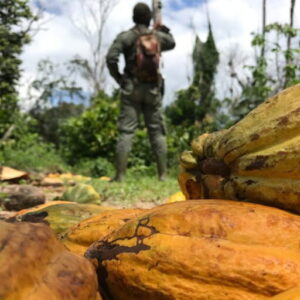 Chocolate boom triggers environmental crisis as 50,000 workers pour into liberian forests