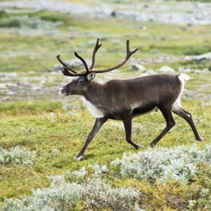 Arctic reindeer face extinction crisis as climate change threatens to cut populations by more than half