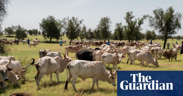Senegal tests revolutionary “mob grazing” technique to combat grassland degradation and drought
