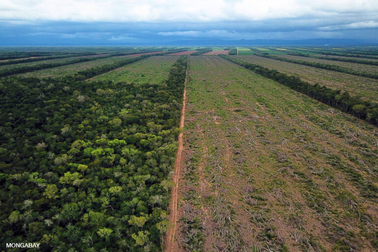 Major soy companies stay silent as eu’s groundbreaking anti-deforestation law looms