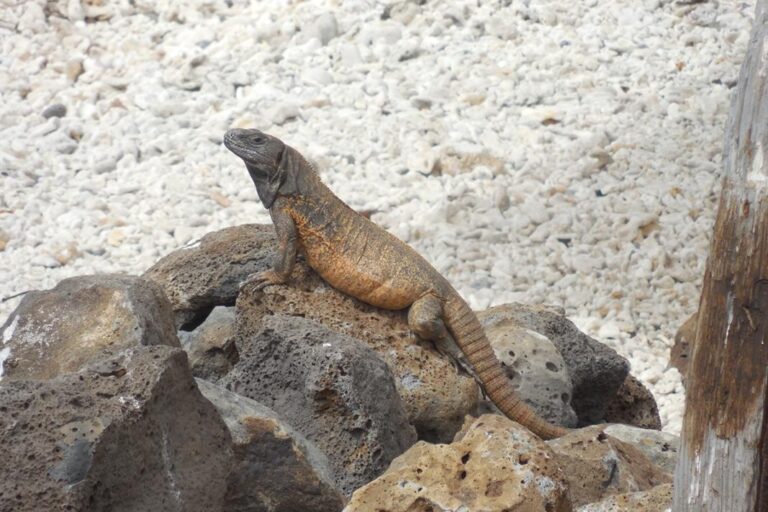 Ancient dna evidence reveals mexico’s clarion island iguanas are native species, not human introductions