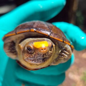 Mexican authorities uncover $7.3 million wildlife trafficking ring in largest turtle bust since 2020