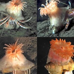 Scientists discover pink sea anemone that breaks nature’s rules while partnering with hermit crabs