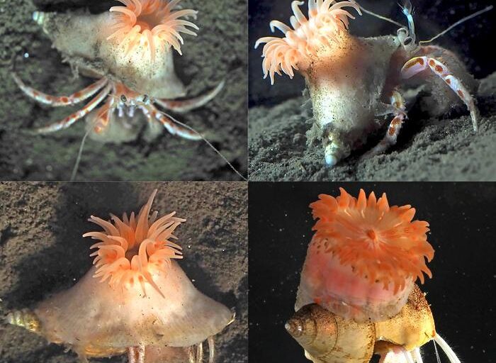 Scientists discover pink sea anemone that breaks nature’s rules while partnering with hermit crabs