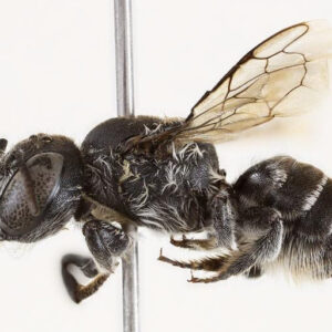 Scientists discover devil-horned bee species while studying critically endangered australian plant