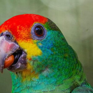 Colorful parrots bring hope back to brazil’s vanishing atlantic forest after generational absence