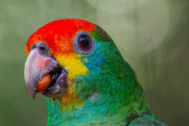 Colorful parrots bring hope back to brazil’s vanishing atlantic forest after generational absence