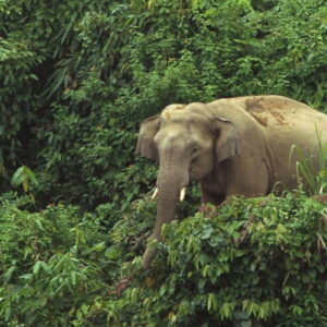 First physical evidence of elephant poaching discovered in remote bangladesh forest near myanmar border