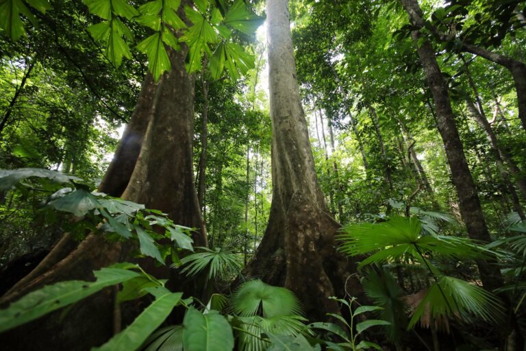 How ai, drones, and smart monitoring are revolutionizing forest restoration to save our planet