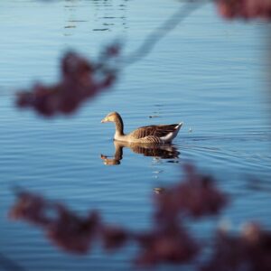 Climate finance controversy: wealthy nations like china and saudi arabia receive billions while world’s poorest countries get just 20% of funding