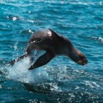 Seal on small boat deck with orcas visible in background waters of Pacific Northwest