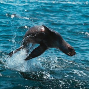 Seal on small boat deck with orcas visible in background waters of Pacific Northwest