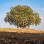 Cop30 climate summit: the end of fossil fuels is coming, but not fast enough