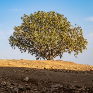 Cop30 climate summit: the end of fossil fuels is coming, but not fast enough