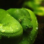 Australia’s snake handler boom: why more people are learning to wrangle the world’s deadliest serpents