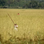 Federal agencies fail to meet legal obligations to tribal nations despite climate partnerships push